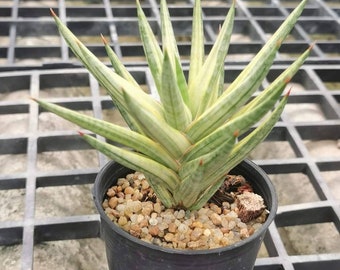 Sansevieria Francisii Variegated - Etsy Canada