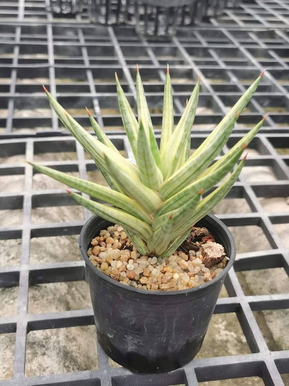 インドの原種 斑入り サンセベリア 感じとれる roxburghiana サンスベリア
