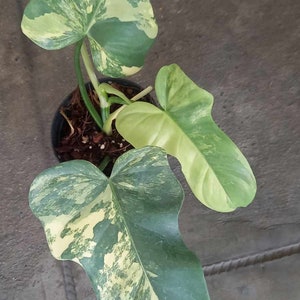 Philodendron bipennifolium variegated - Etsy 日本