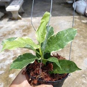 Hoya Multiflora Variegated
