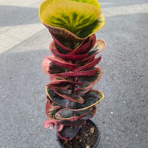 Codiaeum pictum variégatum/rosier croton