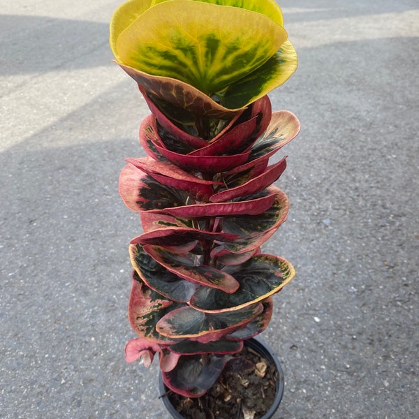 Codiaeum pictum variégatum/rosier croton