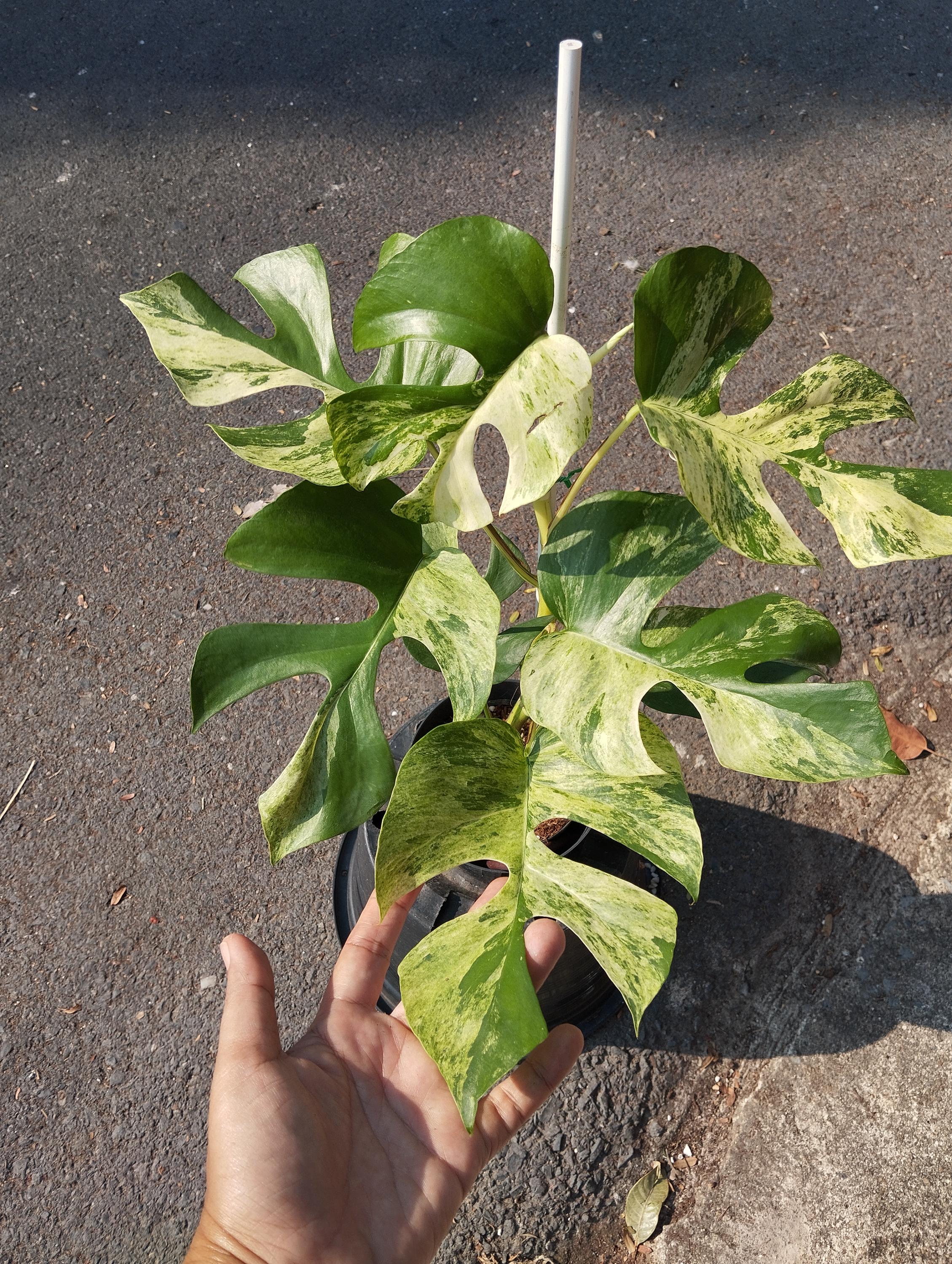 Variegated rhaphidophora - Etsy 日本