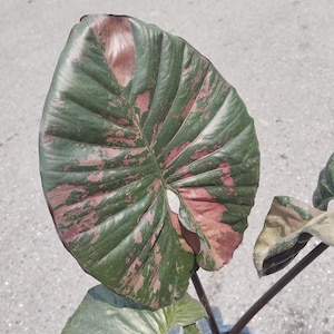 Alocasia serendipity variegated - Etsy 日本 Alocasia serendipity variegated - Etsy 日本