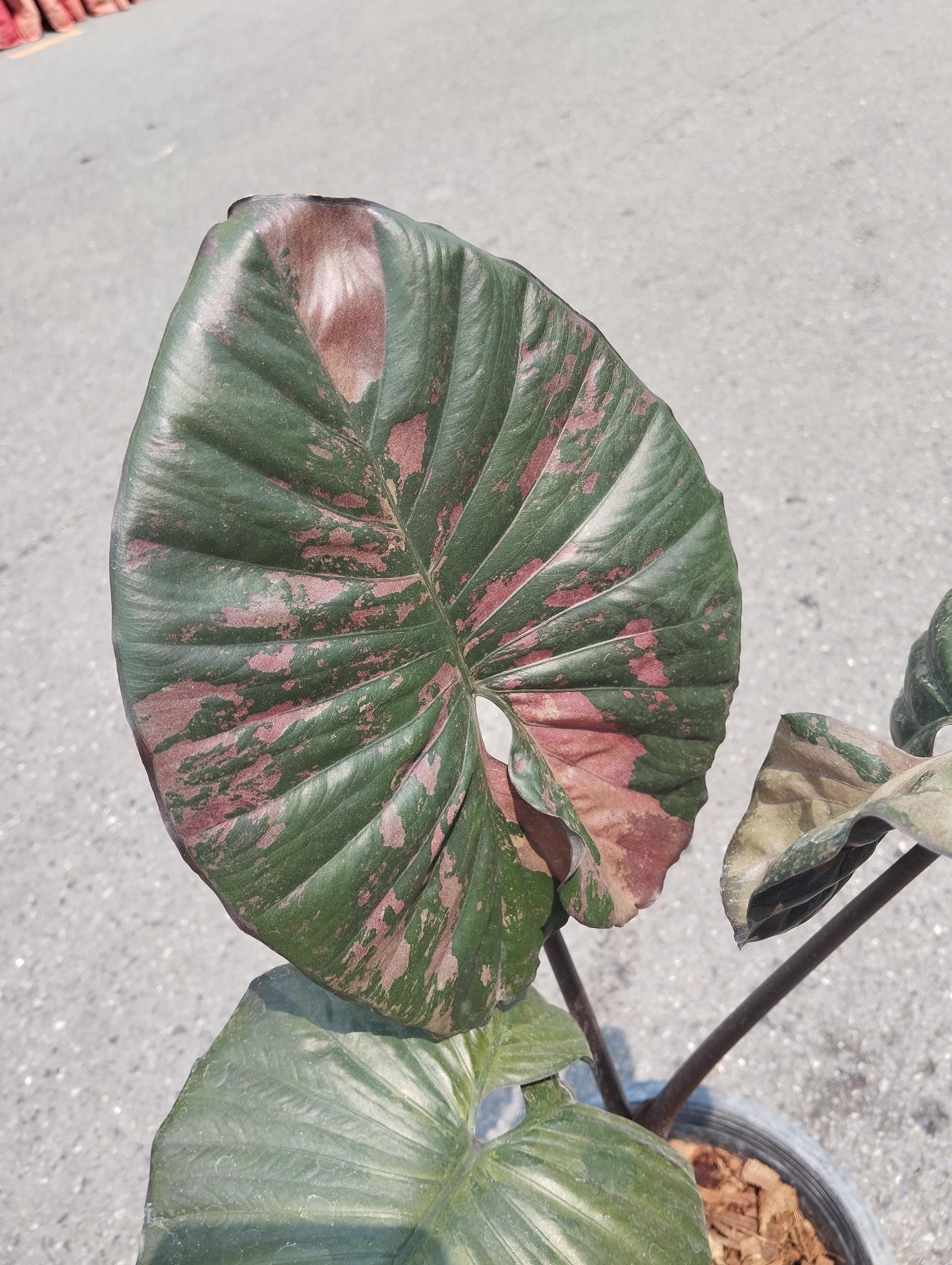 Alocasia Serendipity Variegated Pink - Etsy Alocasia Serendipity Variegated Pink - Etsy