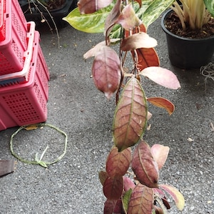 May include: A Hoya plant with reddish-brown leaves and green veins. The plant is hanging, with other plants and pink storage baskets in the background. The leaves have a textured appearance. The plant is in a garden.