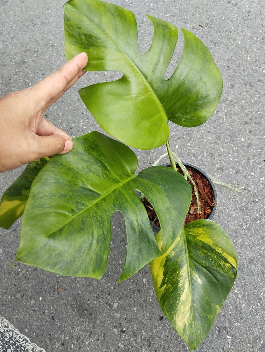 モンステラ グリーンオングリーン 斑入り モンステラ グリーンオングリーン 斑入り - Etsy 日本