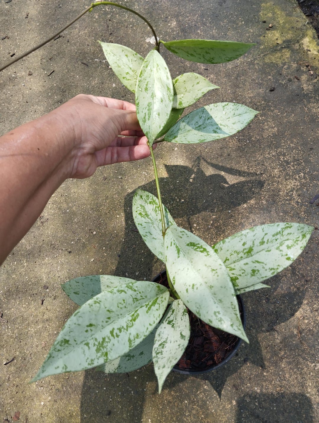 Hoya Pubicalyx ピンクシルバー ゴースト - Etsy 日本