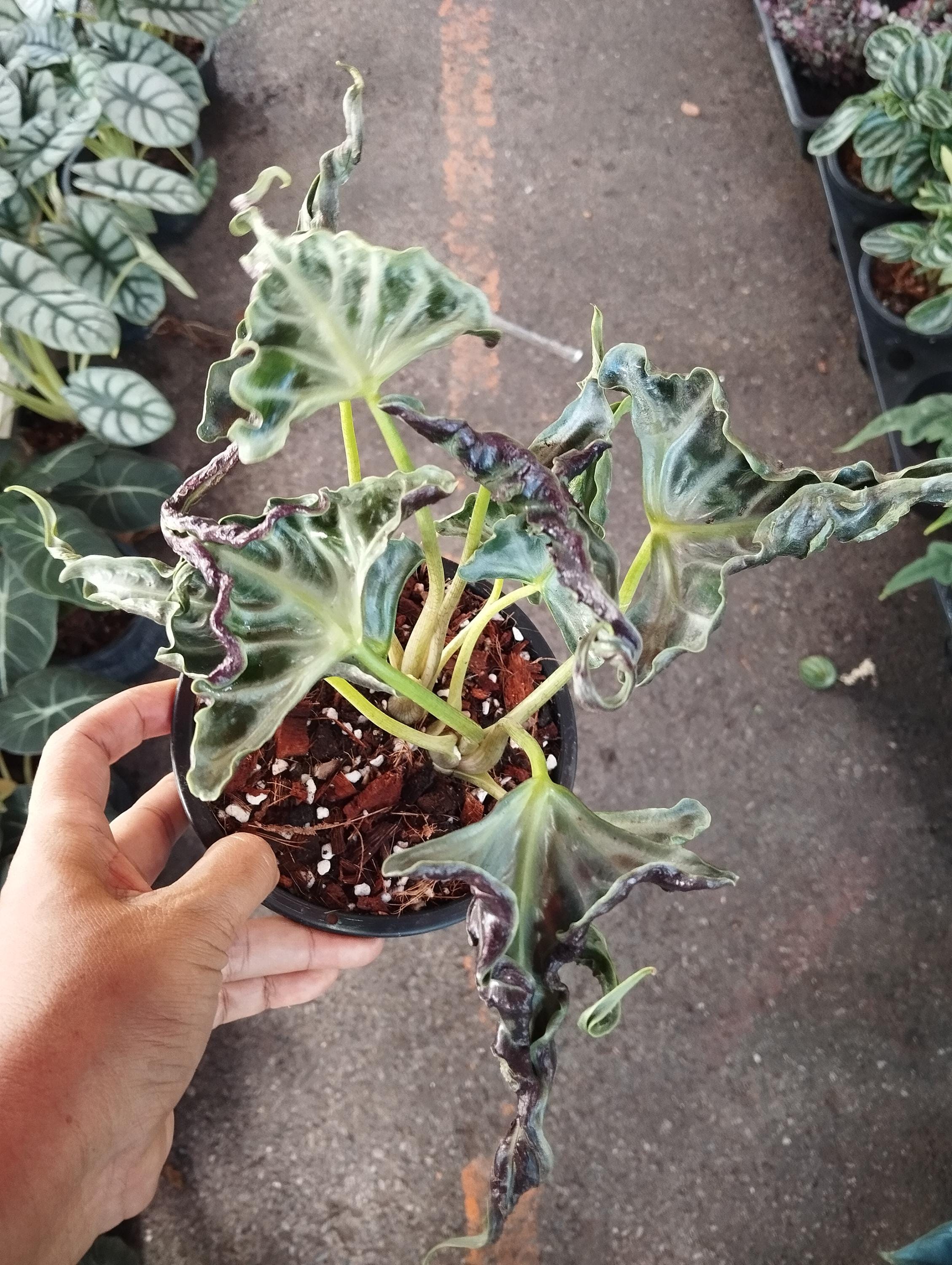 アロカシア・ロコ 10 本セット アロカシア 10号 | 観葉植物の通販ならHitoHana（ひとはな）