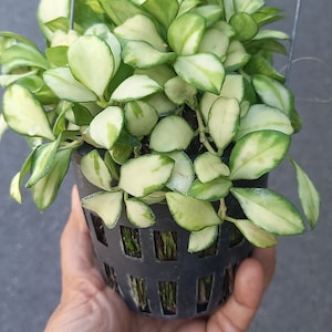 Hoya polyneura inner variegated - Etsy 日本