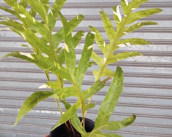 Drynaria Quercifolia Variegated/oak Leaf Fern Variegated - Etsy