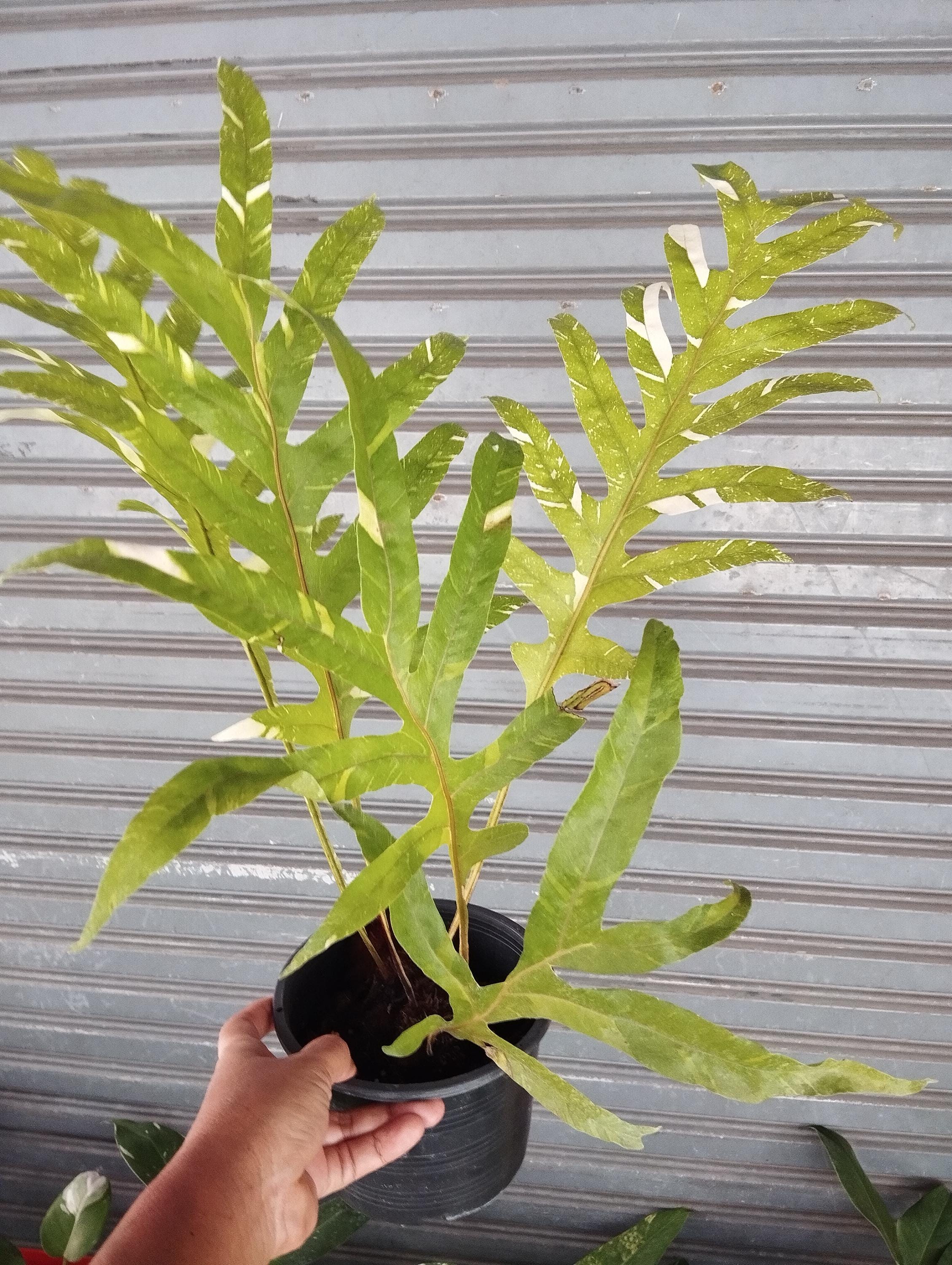 ア*ー様 2 Drynaria quercifolia Variegated Drynaria Quercifolia Variegated/oak Leaf Fern Variegated - Etsy