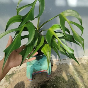 Monstera Burle Marx Flame (L)
