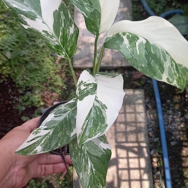 Monstera Lechleriana  Variegated