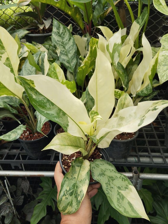 アグラオネマ　ゴールデンホープ　1株 アグラオネマ ゴールデンホープ「Aglaonema Golden Hope」17G-1