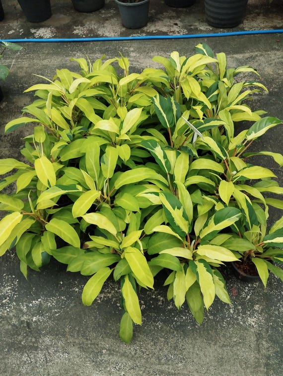 Philodendron Thai Sunrise Variegated - Etsy Canada
