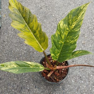 Philodendron Caramel marble variegated