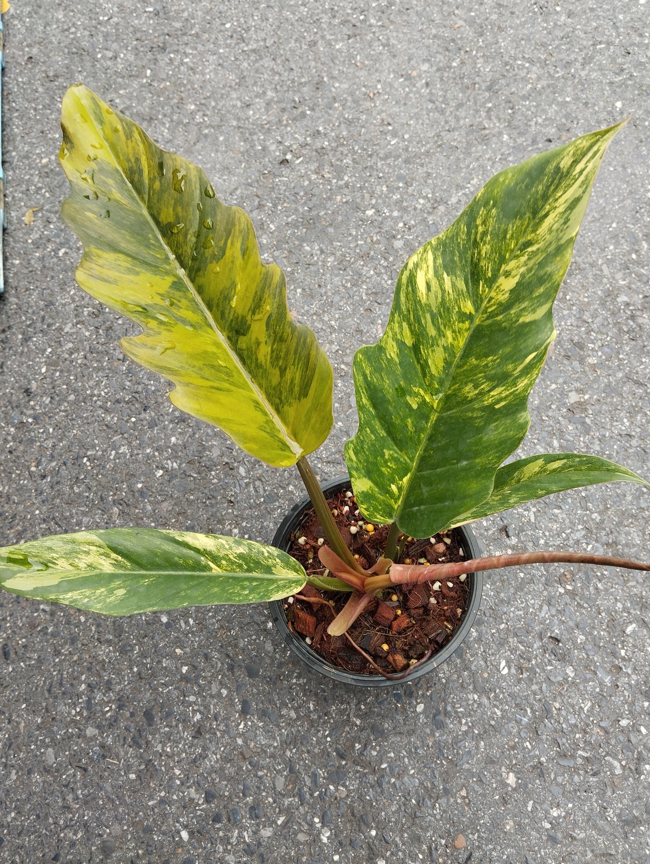 激レア⭐︎フィロデンドロンキャラメルマーブル　ファイアータイガー 激レア︎フィロデンドロンキャラメルマーブル ファイアータイガー