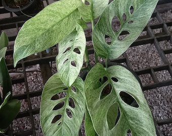 philodendron cream 15