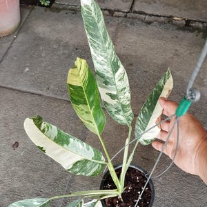 Epipremnum Giganteum Variegated
