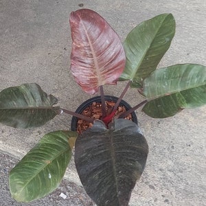 Philodendron Black cardinal Marble