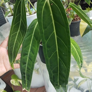 Anthurium Warocqueanum Reine