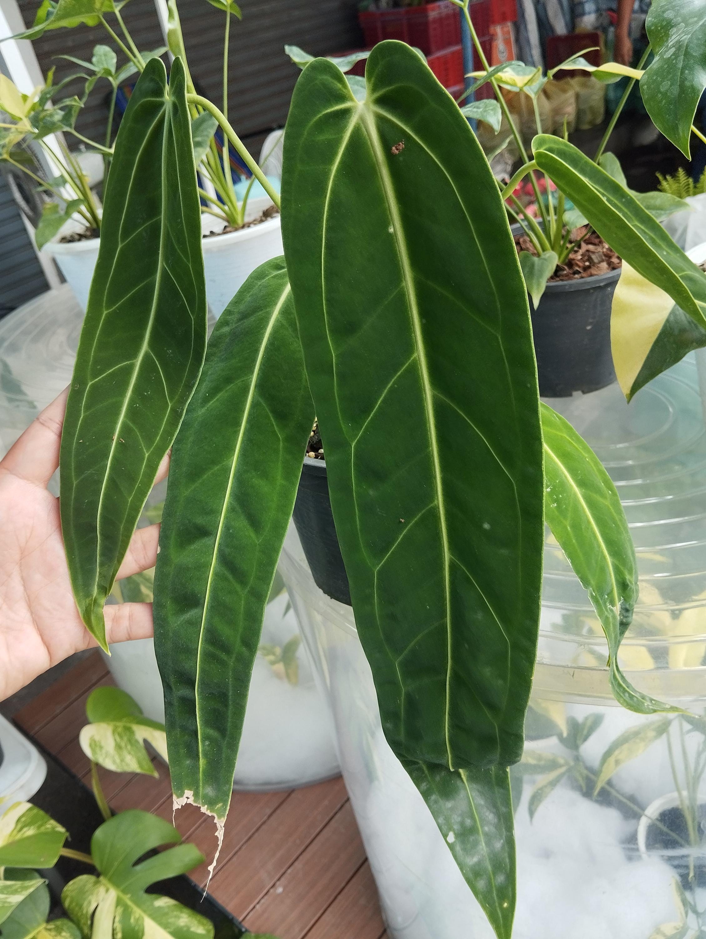 Anthurium luxurians - Etsy 日本
