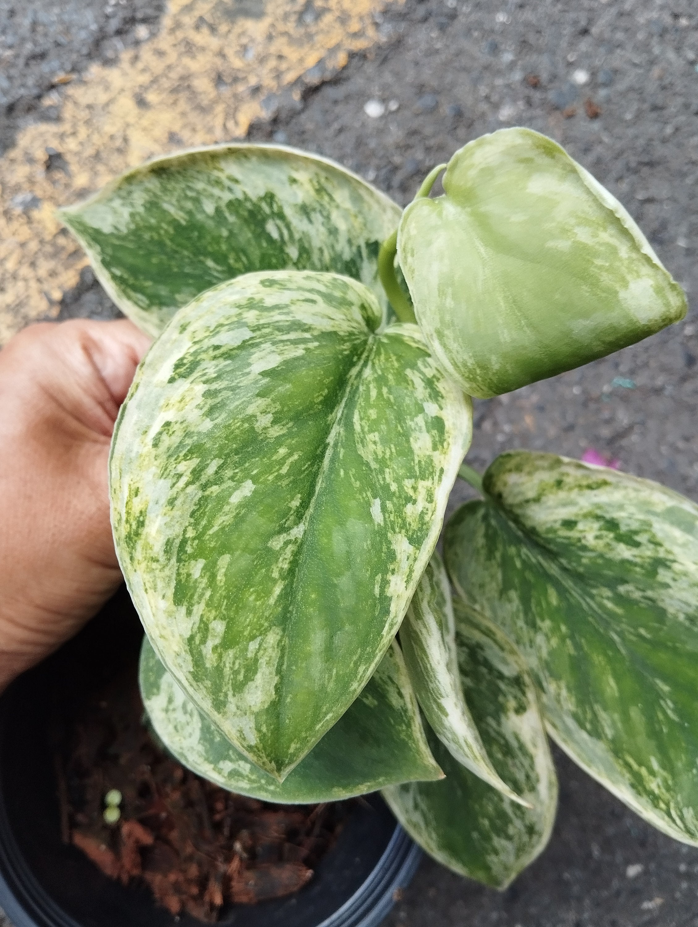 Scindapsus Silver Knight Variegated - Etsy