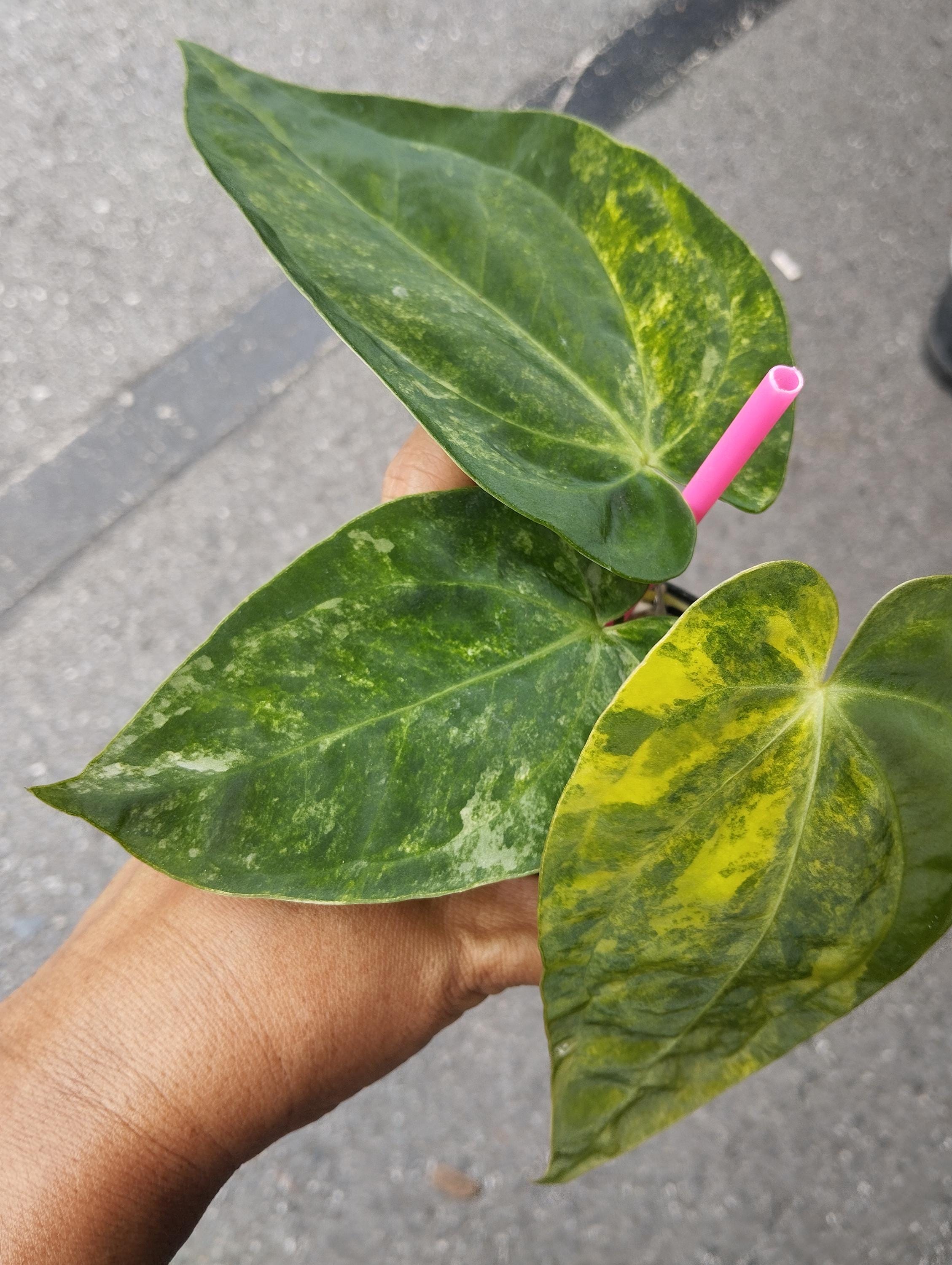 超希少Papillilaminum × Green Mamba班入り 2025年最新】Yahoo