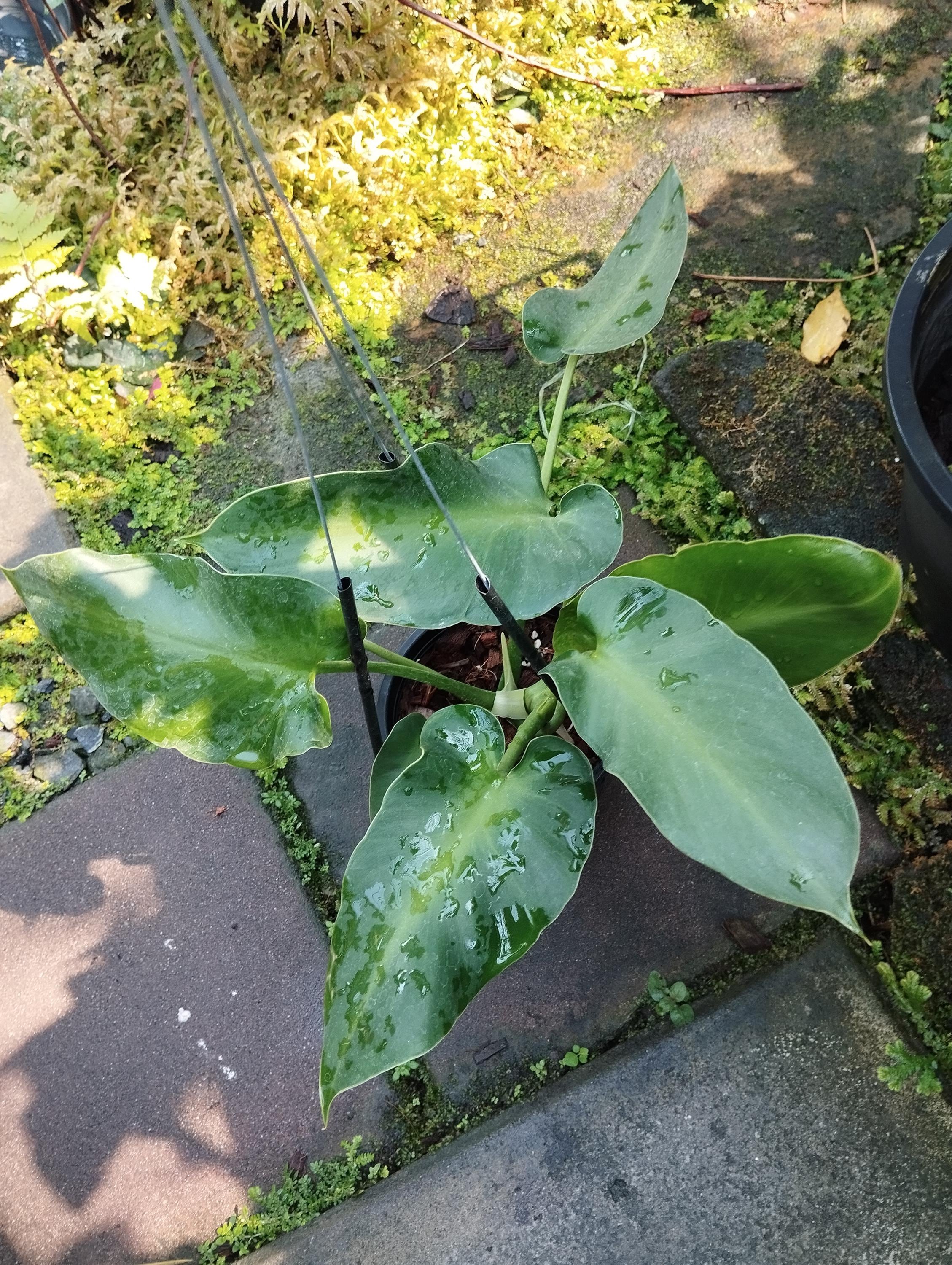 フィロデンドロン・ルゴサム - Etsy 日本