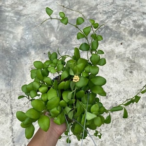 Hoya Heuschkeliana Yellow