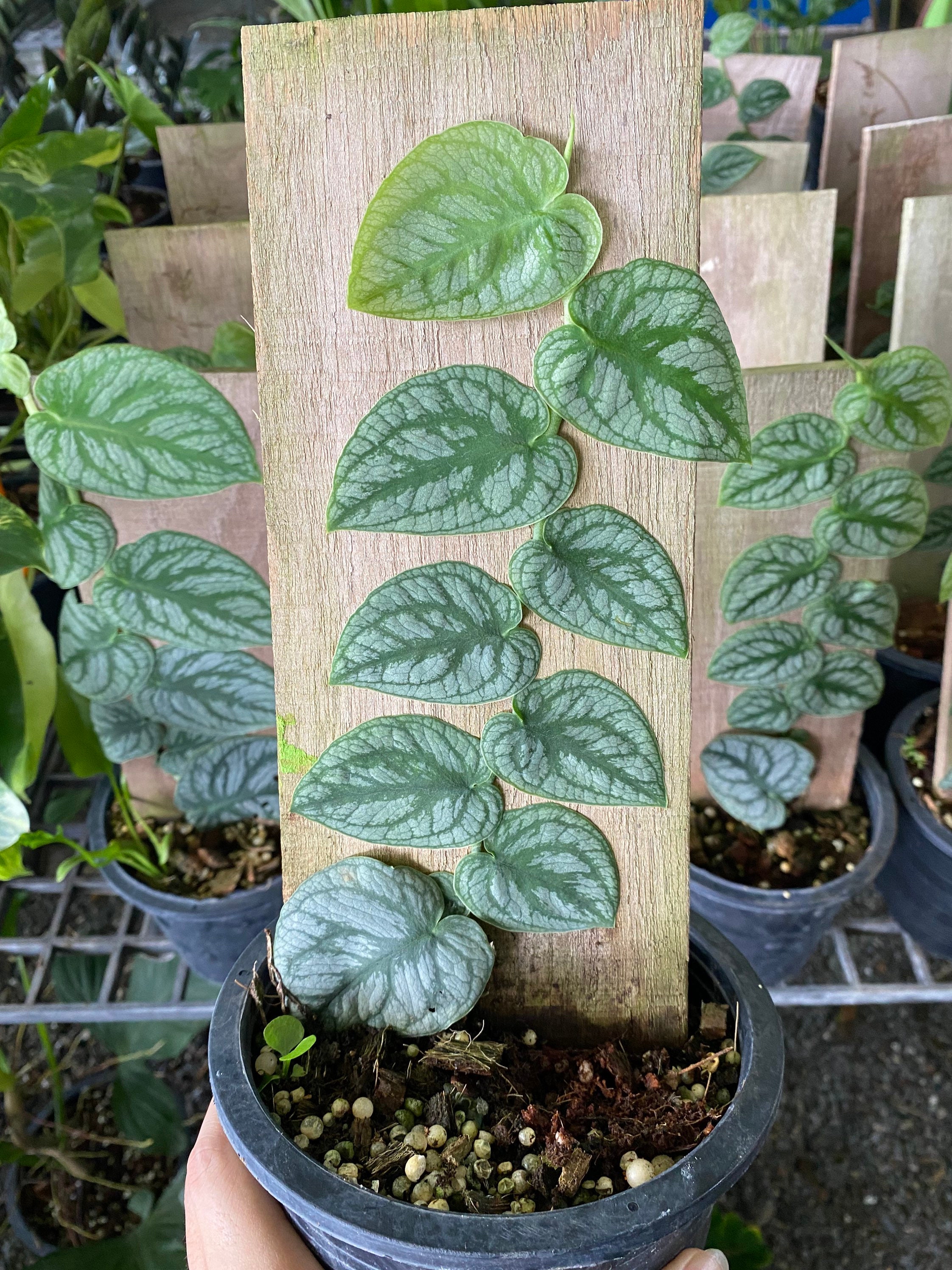 pickle plant Pickle Plant main image 0