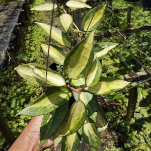 Hoya macrophylla pot of gold - Etsy 日本