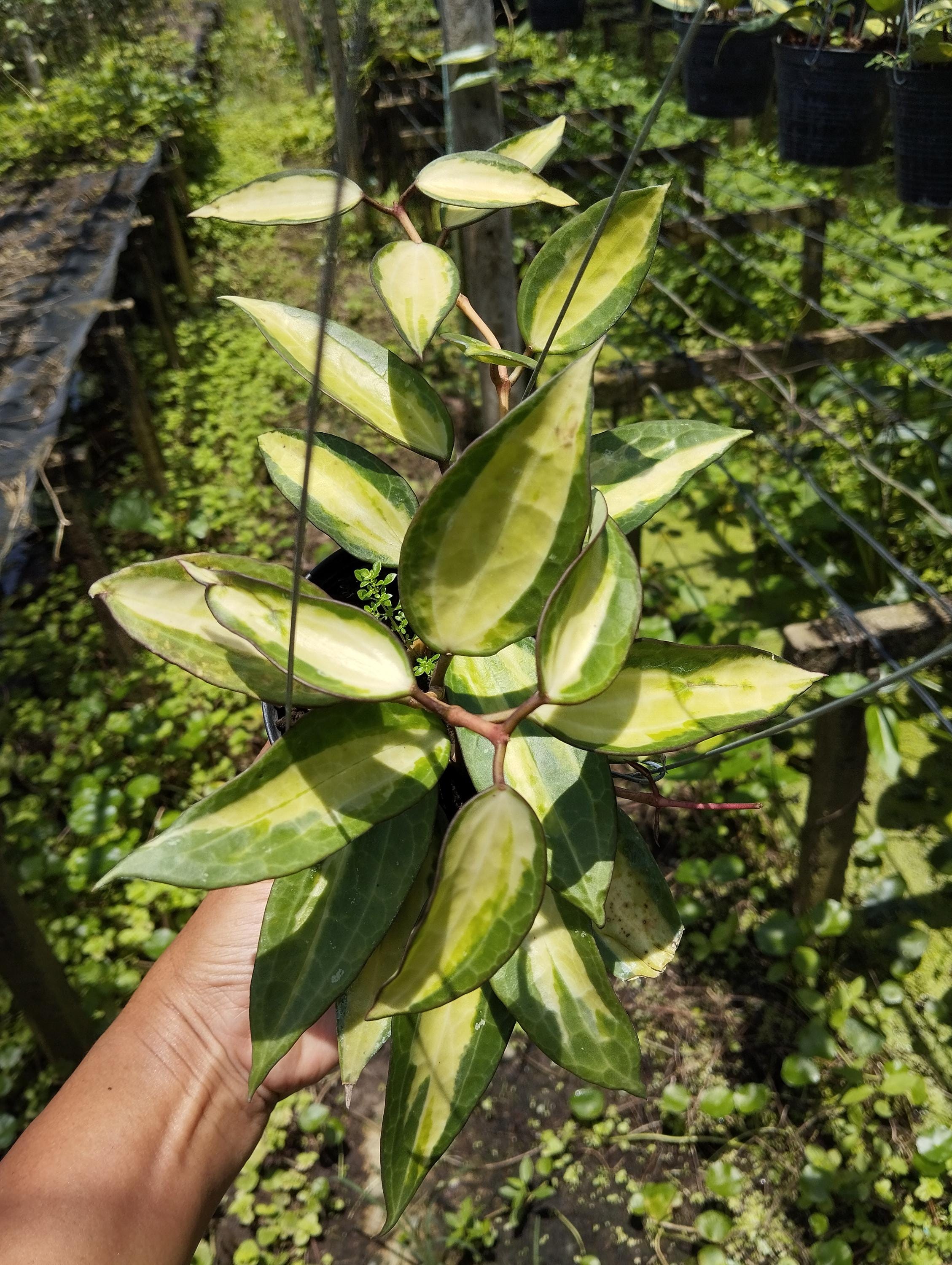 Hoya macrophylla pot of gold - Etsy 日本