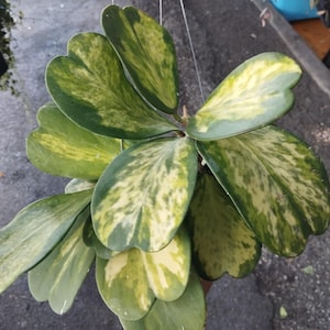 Hoya Kerri Spot Reverse Variegated