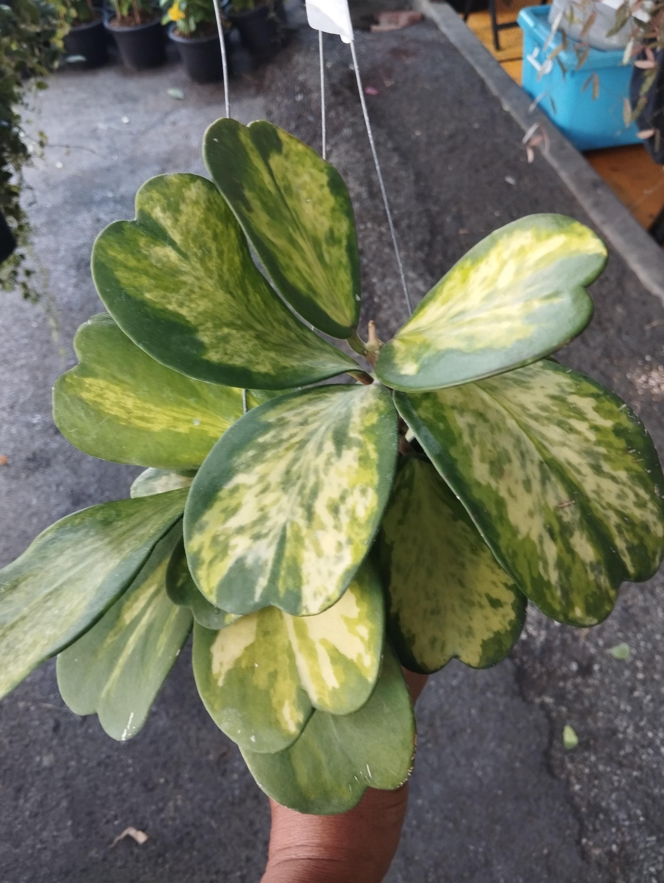 Hoya kerrii reverse variegated - Etsy 日本