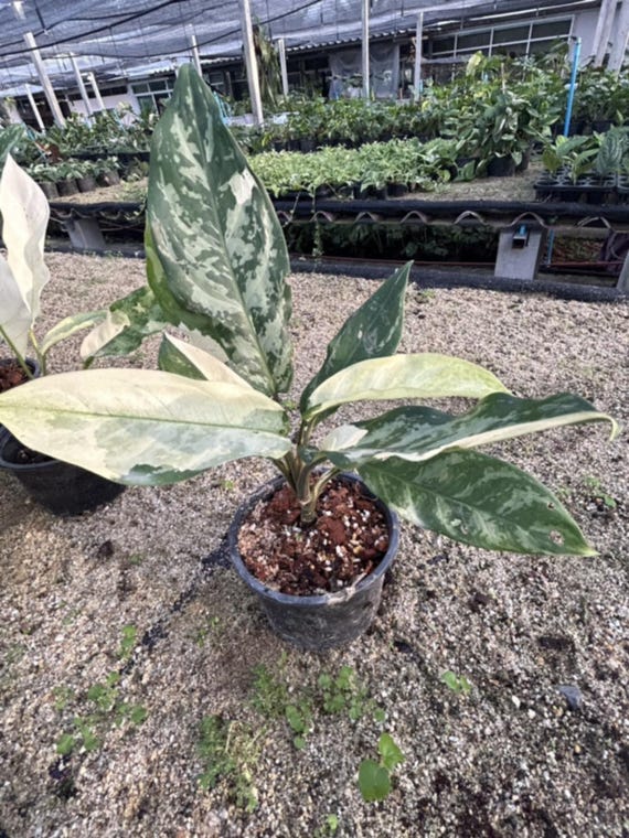 Aglaonema Manila Pride Variegated - Etsy Aglaonema Manila Pride Variegated - Etsy