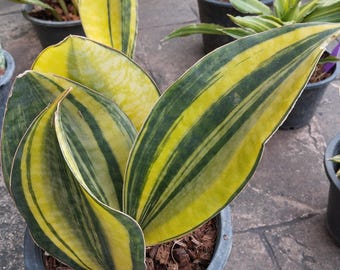 Sansevieria Masoniana