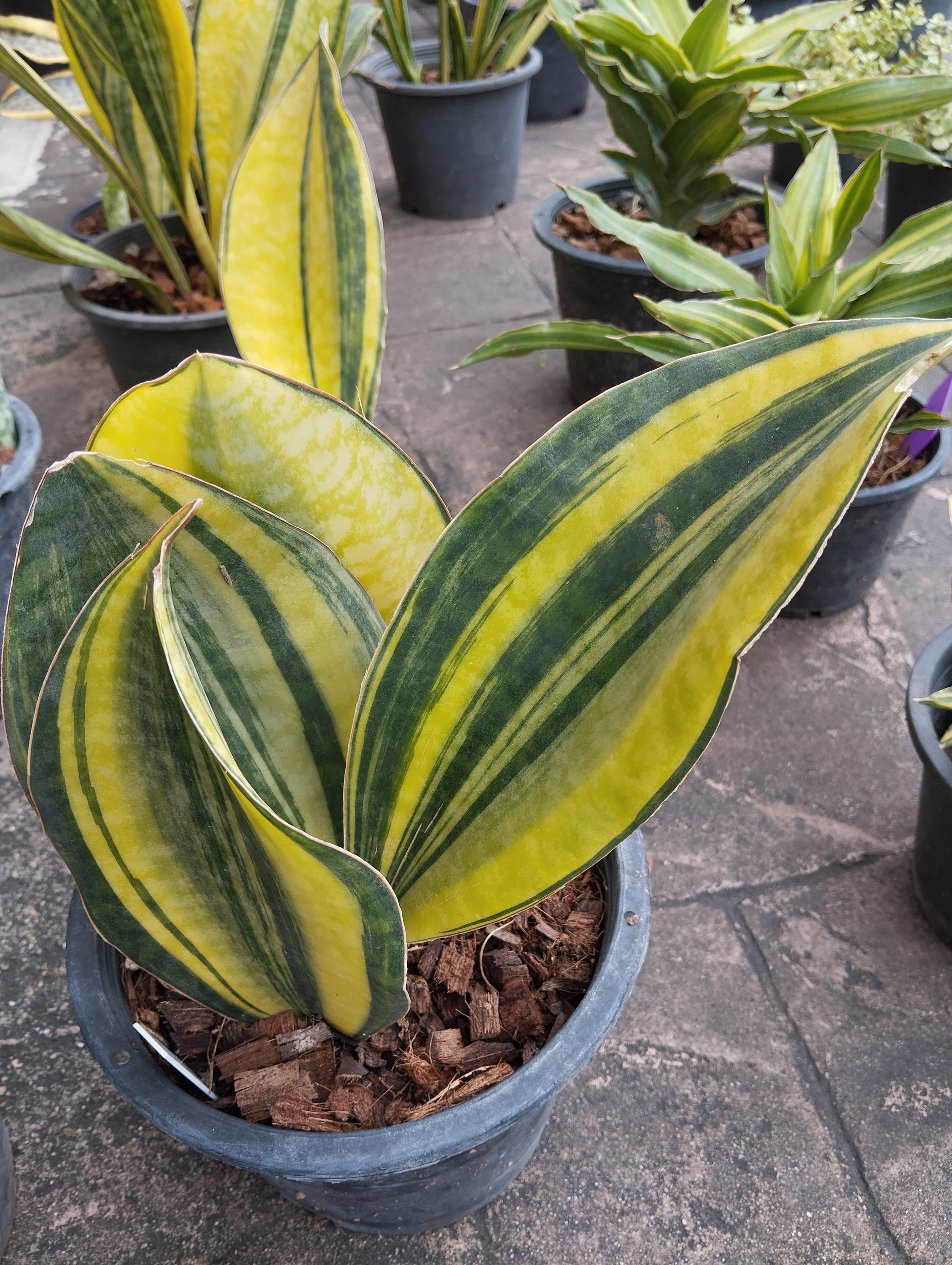 Sansevieria masoniana variegated - Etsy 日本