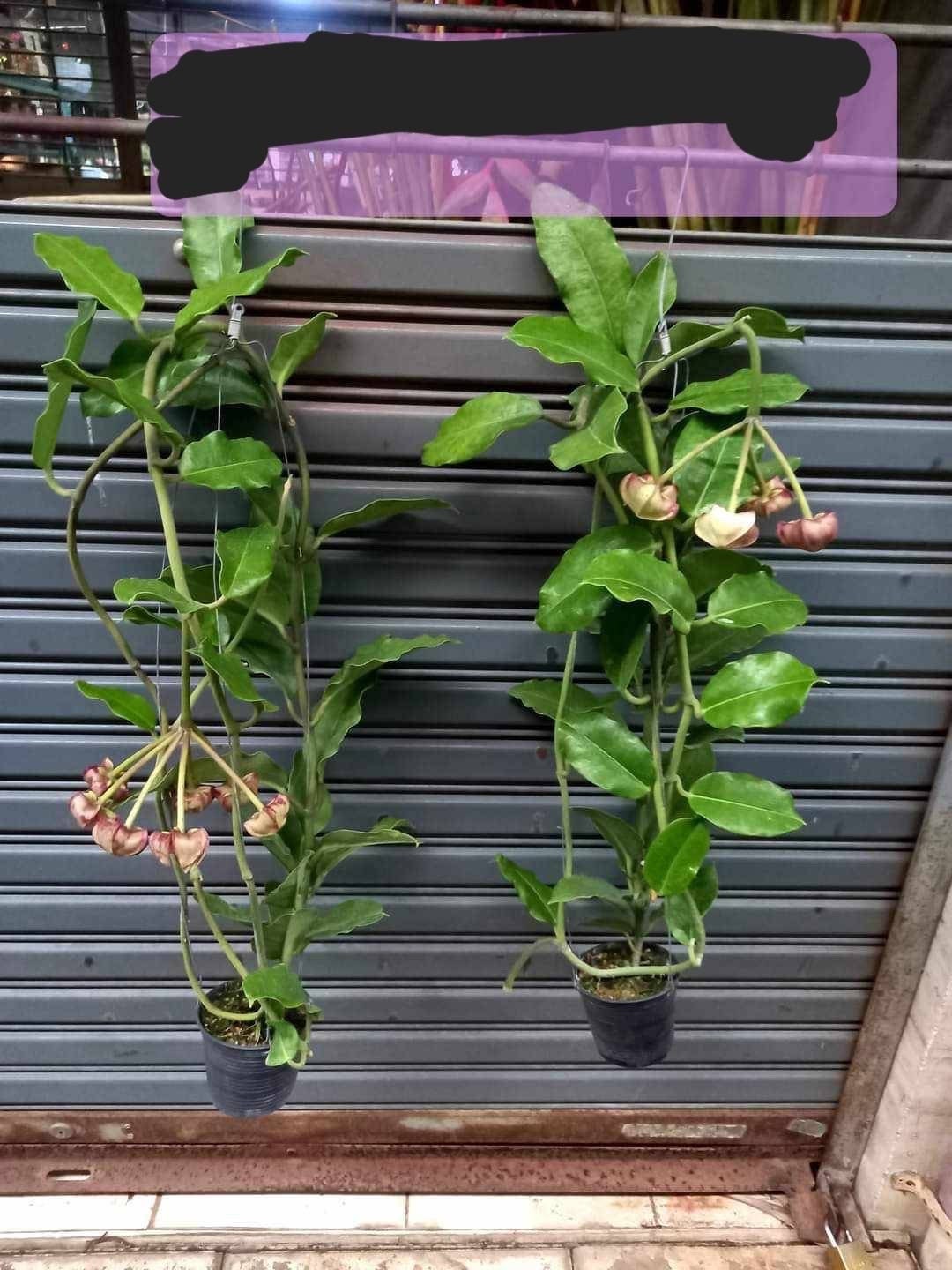 Hoya imperialis - Etsy 日本