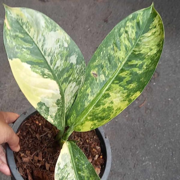 Dieffenbachia sp.(Wilson's Delight)