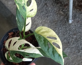 Monstera Acuminata Albo Variegated - Etsy