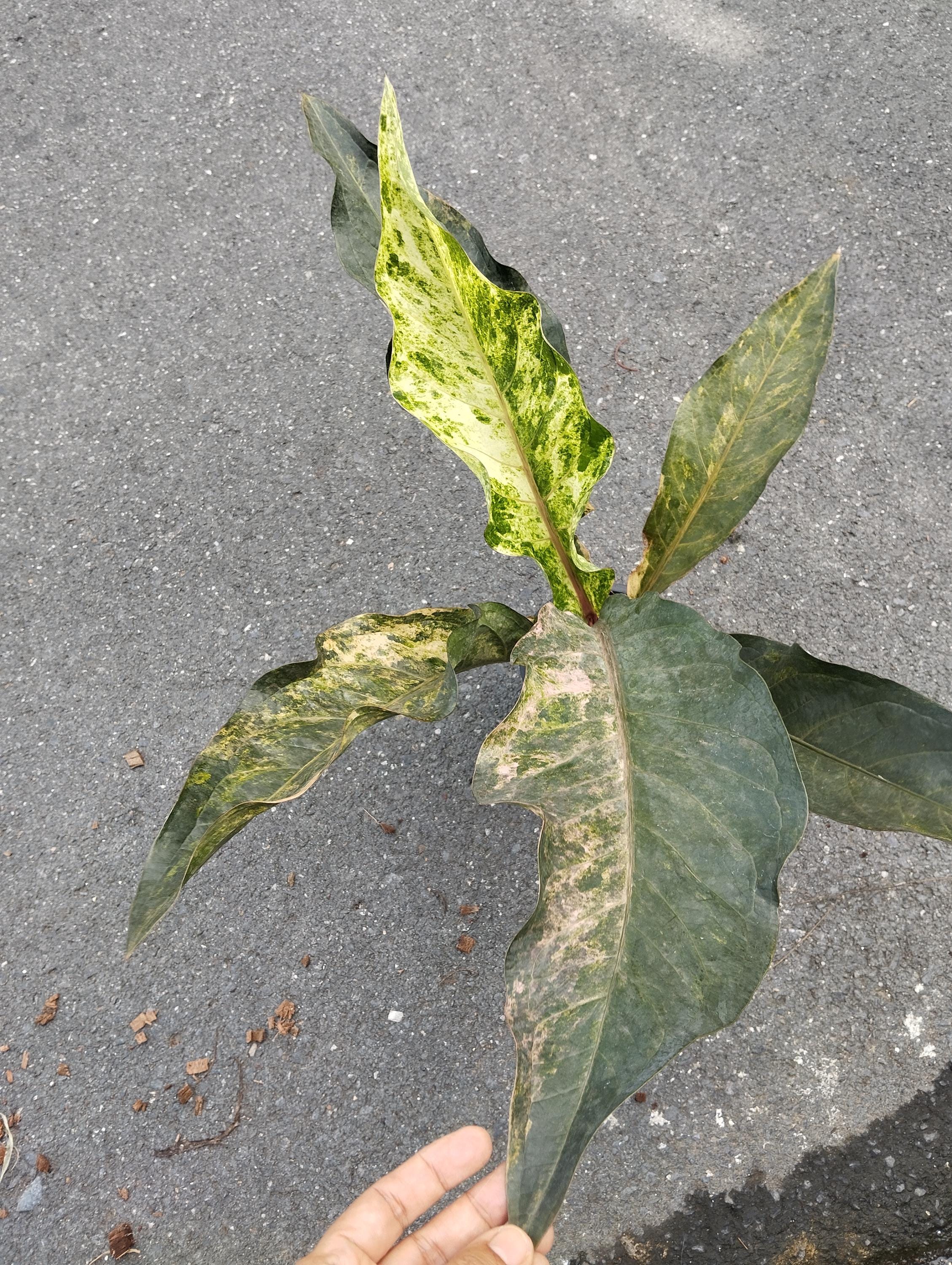 アンスリウム ルネッサンス ピンク 斑入り - Etsy 日本