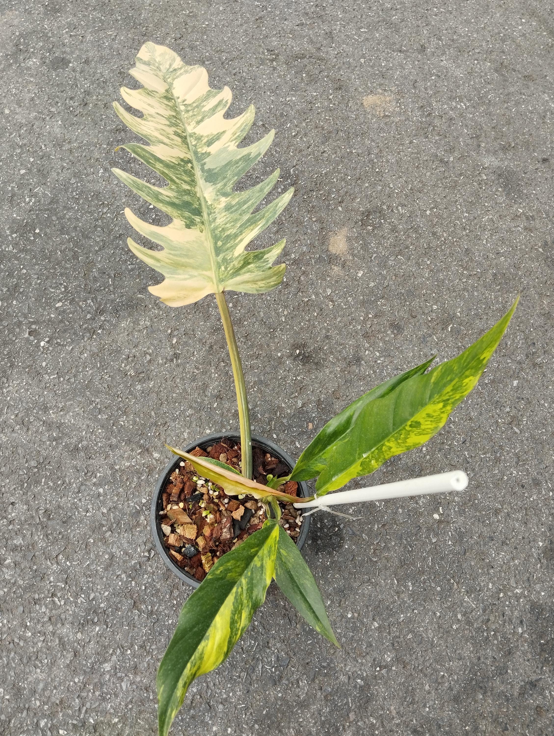 Caramel marble philodendron - Etsy 日本 Caramel marble philodendron - Etsy 日本