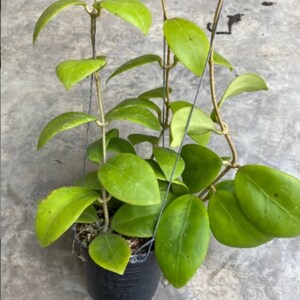 Op de afbeelding: Een groene Hoya-plant met lange ranken en hartvormige bladeren die in een zwarte plastic pot groeit.