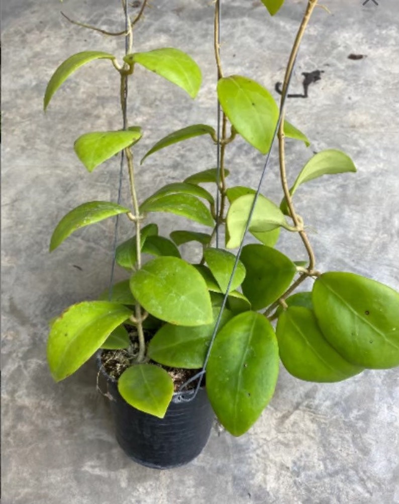 Op de afbeelding: Een groene Hoya-plant met lange ranken en hartvormige bladeren die in een zwarte plastic pot groeit.