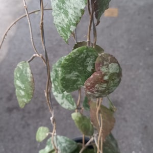 Hoya caudata gold - Etsy 日本