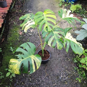 ＊モンステラ＊ミント＊フルミント＊ モンステラ フルミント | GREEN LUCK