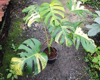 【希少植物】 モンステラ オブリクア ムユナ トワ Yahoo!オークション - 激レア Monstera obliqua muyuna
