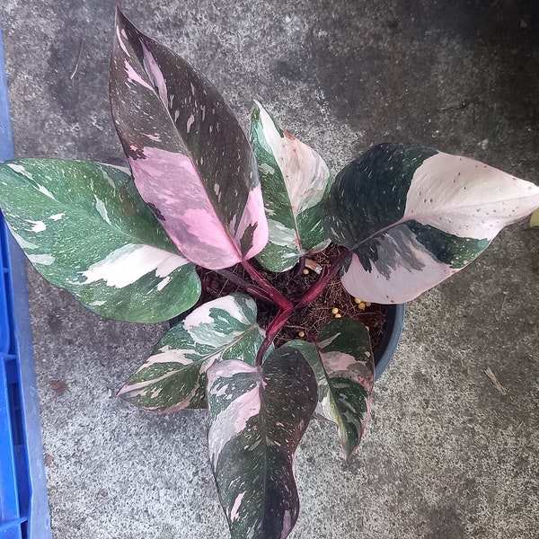 Philodendron Pink Princess Marble King